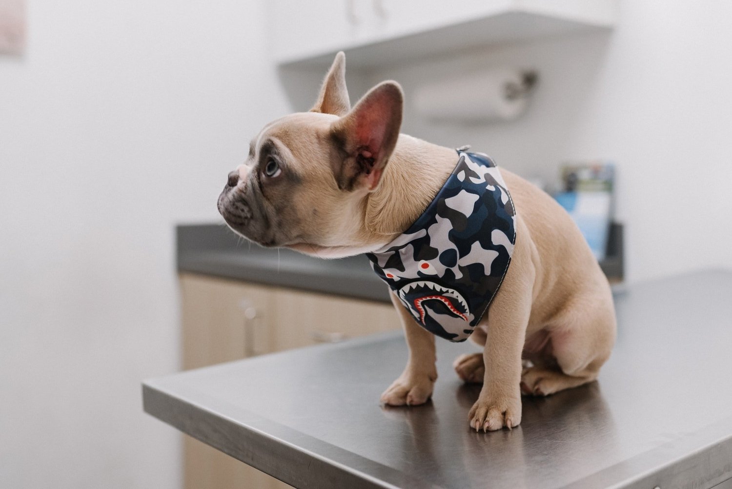 Things To Do Island Pet Urgent Care